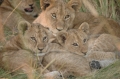 Trio of cubs
